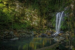 Austrália, Curtis Falls, les, QLD, Queensland, rieka, Národný park Tamborine, vodopád