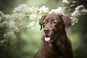 branches, marron, chien, visage, floraison, fleurs, fond vert, Langue