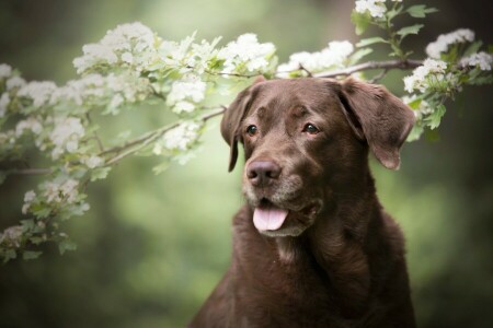 branches, brown, dog, face, flowering, flowers, green background, language