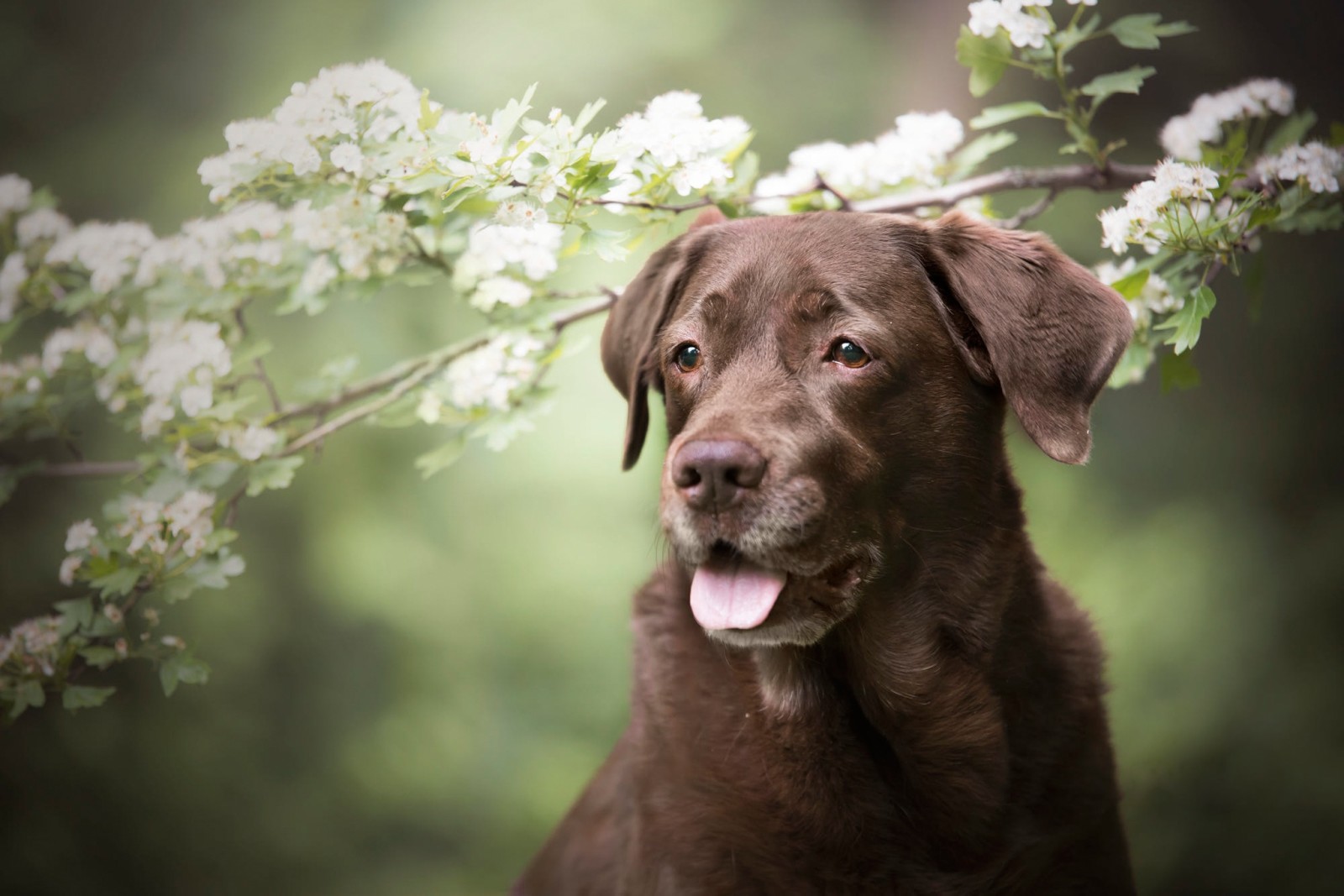 se, grene, natur, hund, ansigt, Brun, portræt, blomster