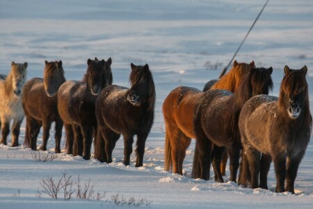 horse, horses, Iceland, snow, winter