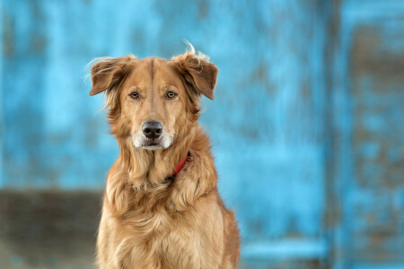 Hund, jeder, aussehen