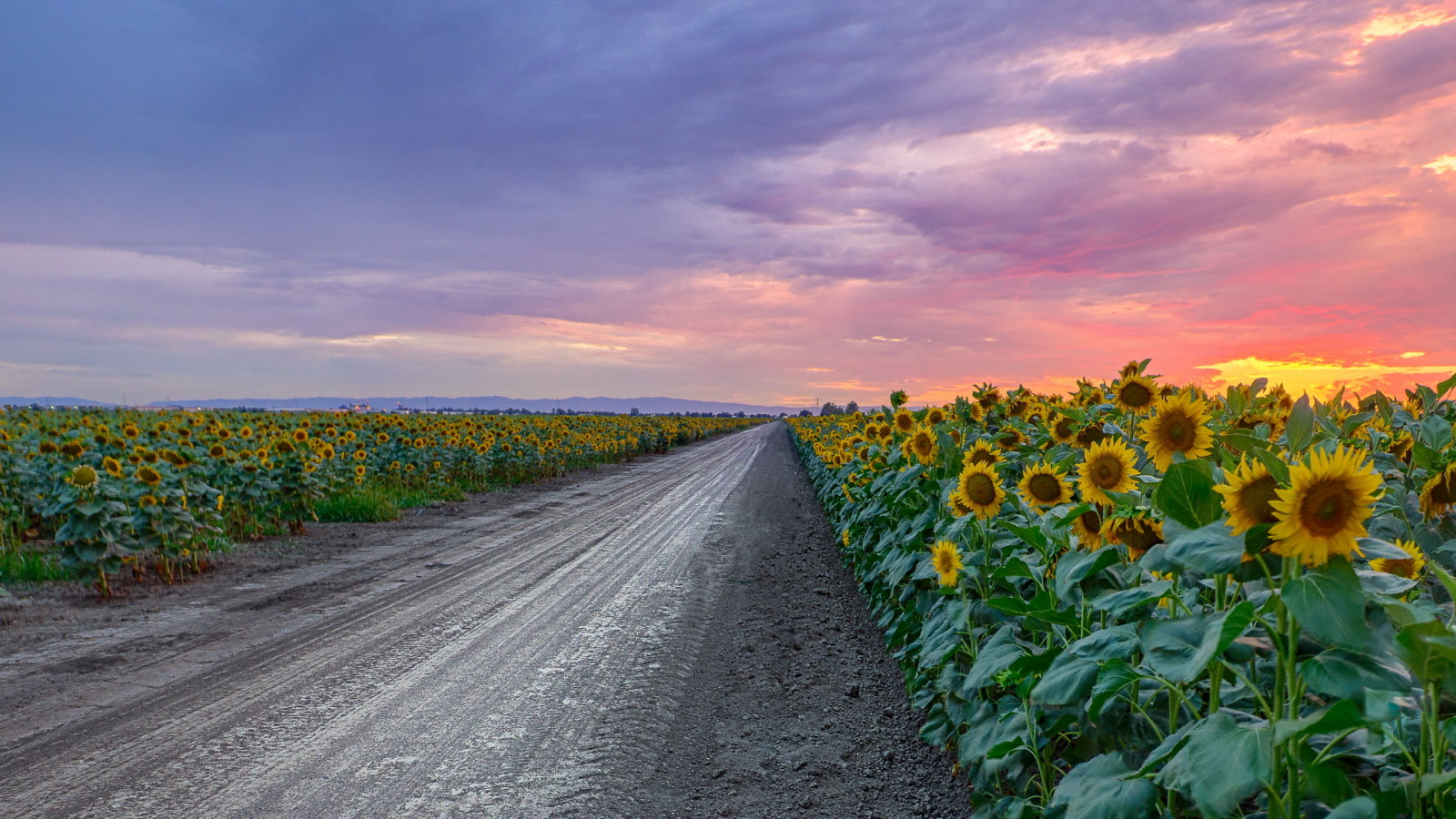 zonsondergang, weg, zonnebloemen