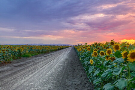 tie, auringonkukat, auringonlasku