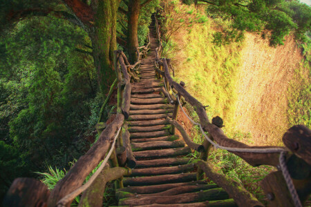 Pont, forêt, gorge, vieux, en bois