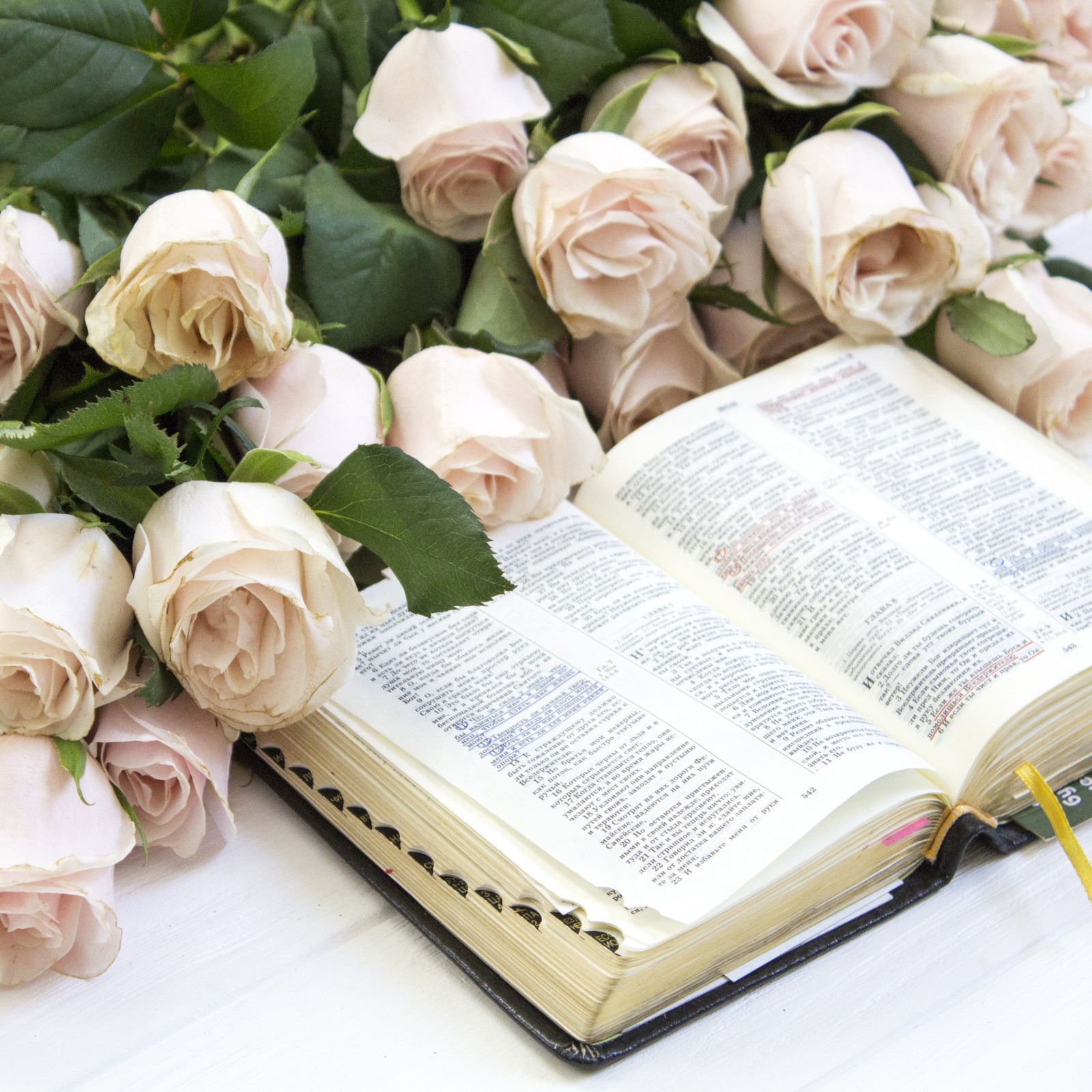 rosas, flores, livro, lendo