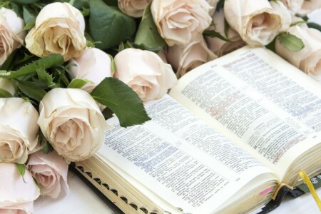 book, flowers, reading, roses