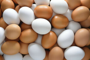 chicken, colors, eggs