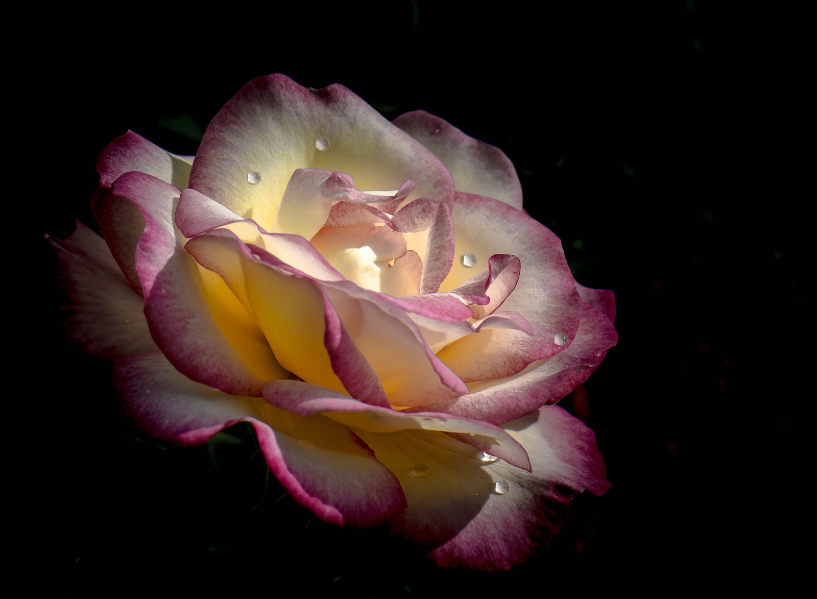 background, rose, water, flower, drops, petals, Bud, Rosa