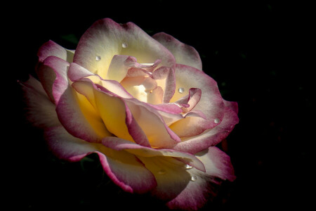 background, Bud, drops, flower, petals, Rosa, rose, water