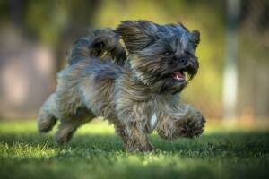 Hund, Hündchen, Laufen, gehen