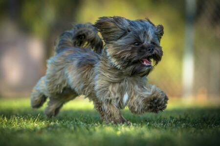 cachorro, cachorro, corrida, andar