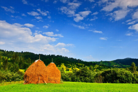 des nuages, champ, forêt, foins, collines, BALAI, montagnes, Roumanie