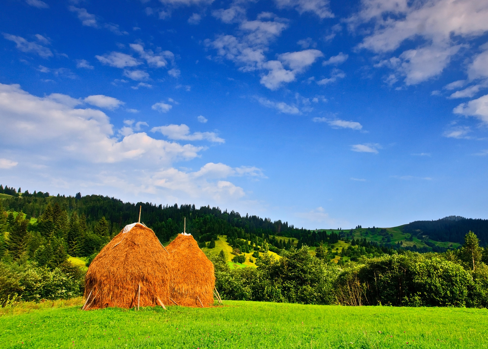 Woud, de lucht, bomen, veld-, wolken, bergen, heuvels, Roemenië