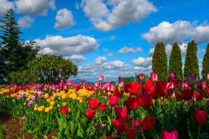 nubes, flores, plantación, el cielo, arboles, tulipanes