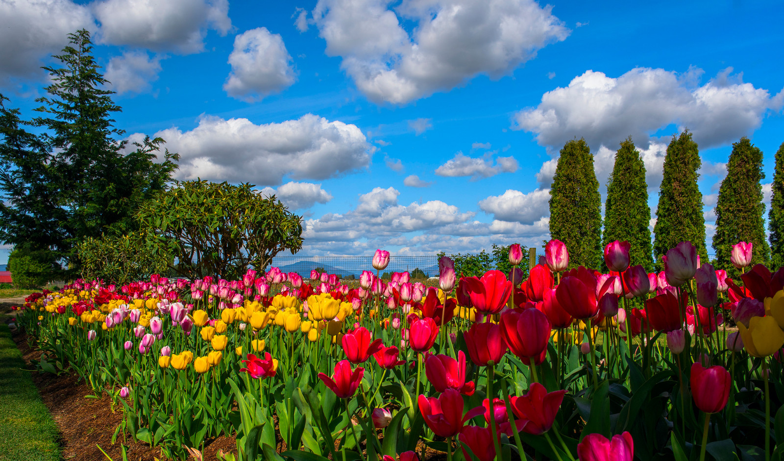 the sky, trees, flowers, clouds, tulips, plantation