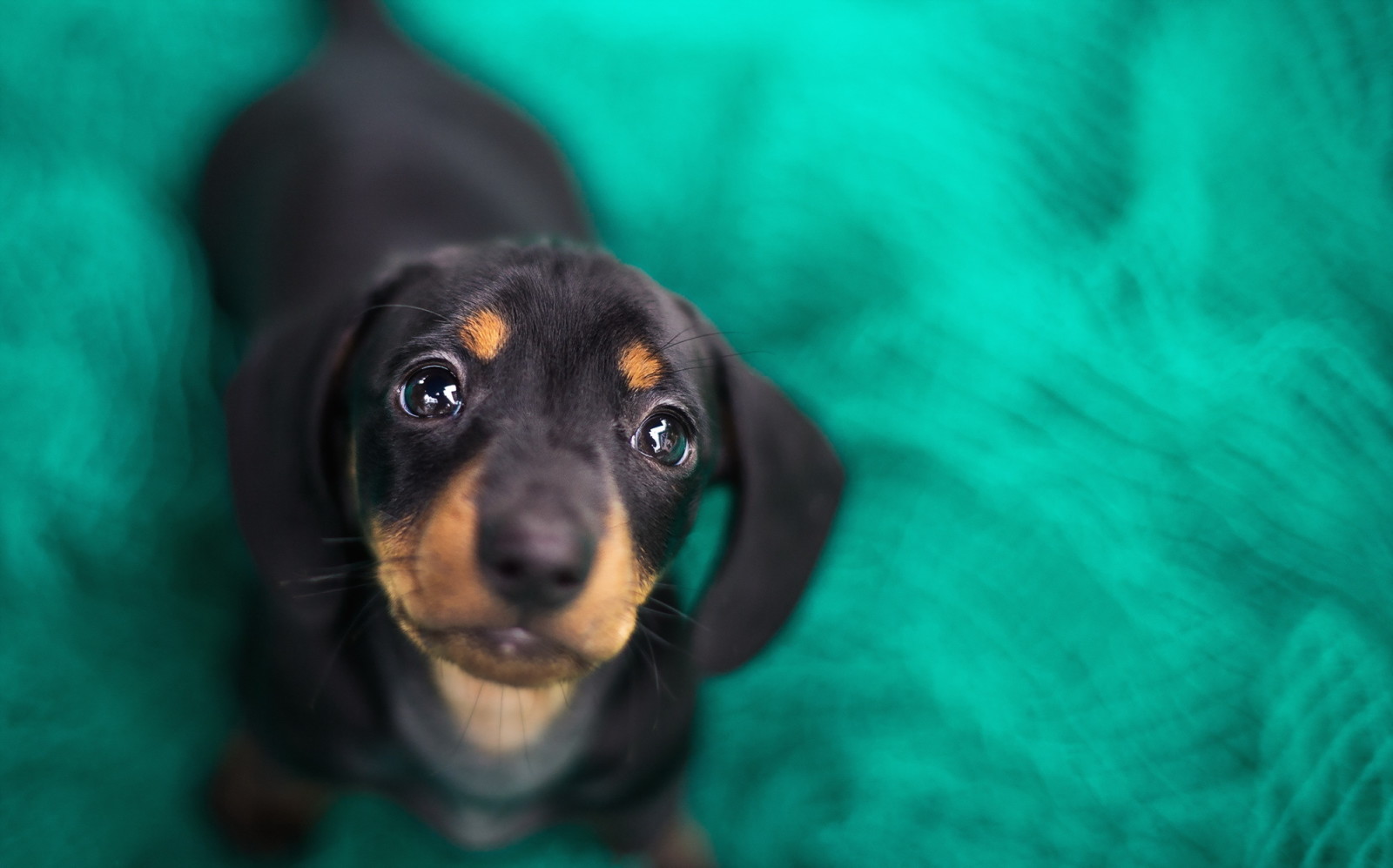 bak, köpek, her biri