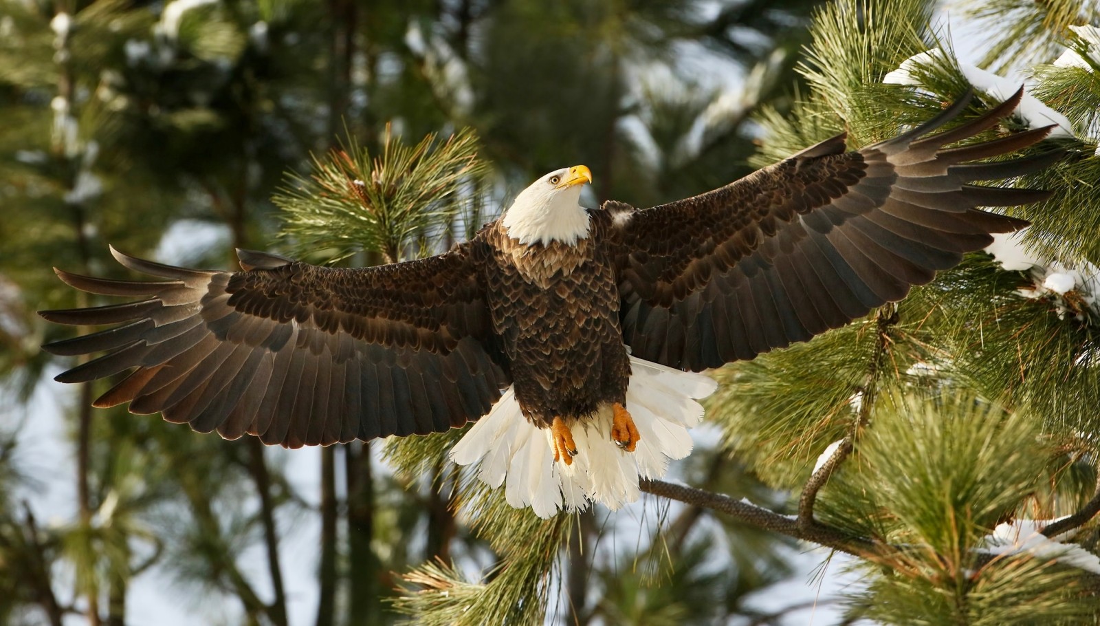 rami, uccello, Ali, aquila calva, falco