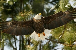 bald eagle, bird, branches, hawk, wings