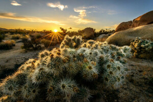 Californie, montagnes, Des rayons, le coucher du soleil, le soleil, des arbres, Etats-Unis