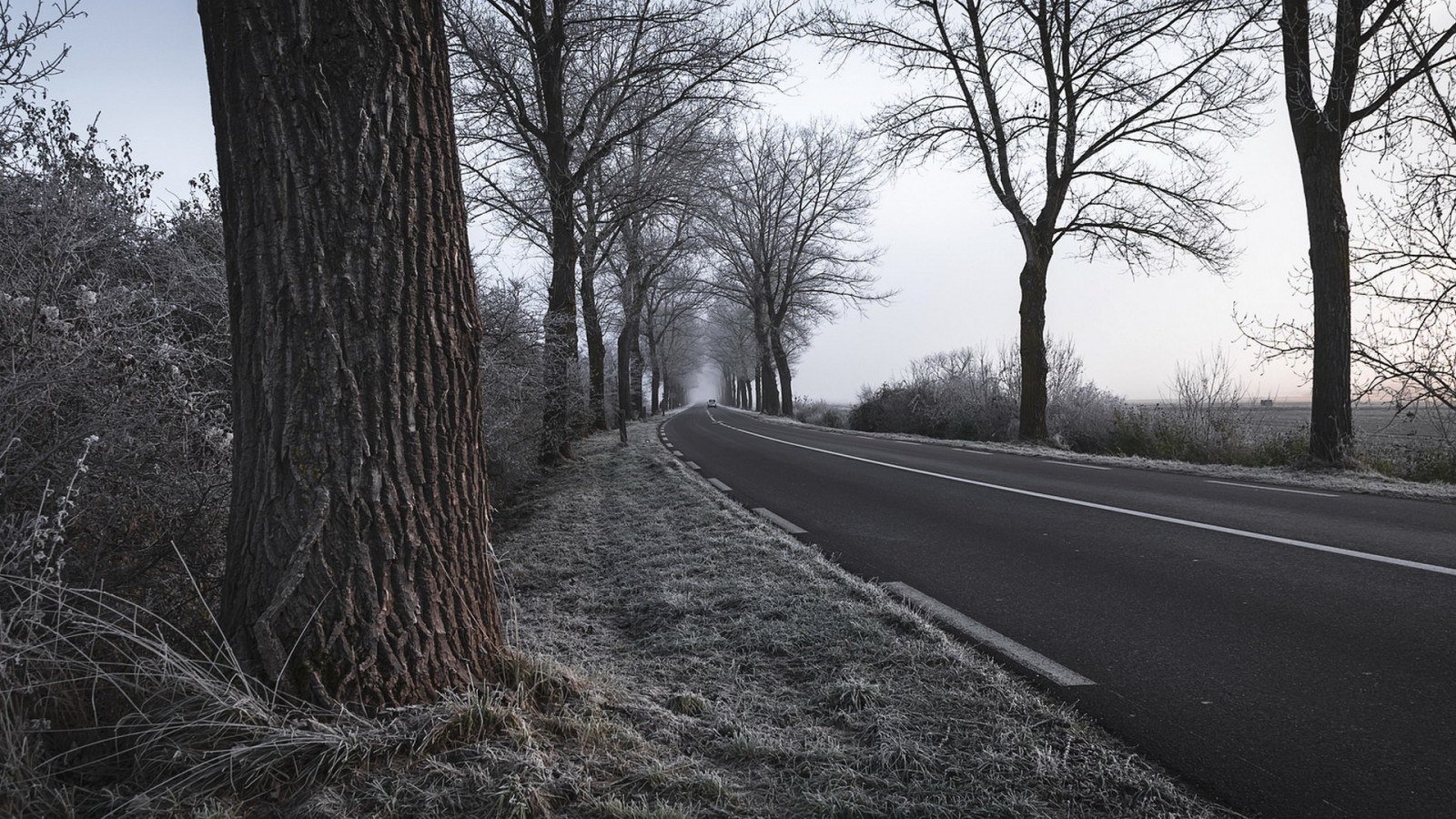 road, trees, frost