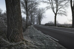 brina, strada, alberi