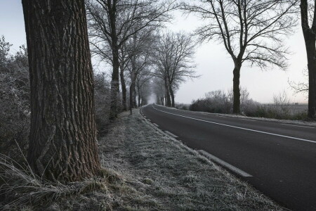 frost, road, trees