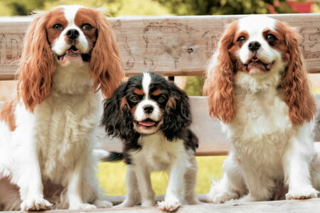 bench, dogs, summer