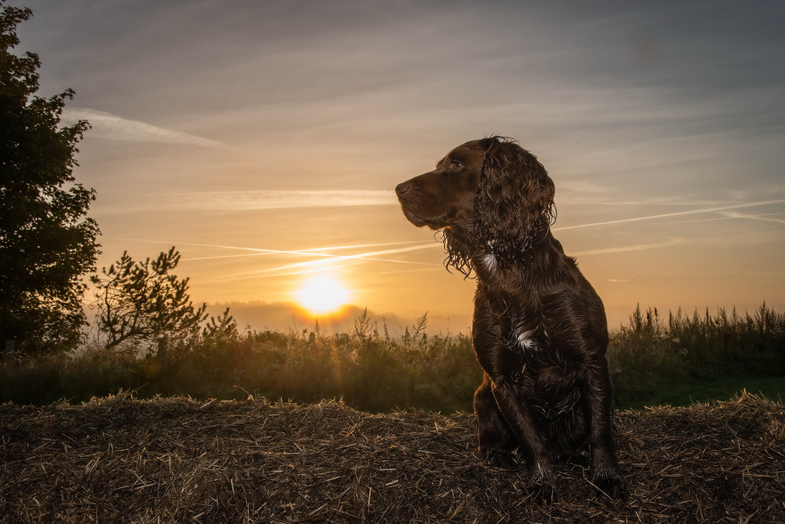 Mira, perro, puesta de sol, cada