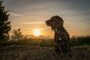 hund, varje, se, solnedgång