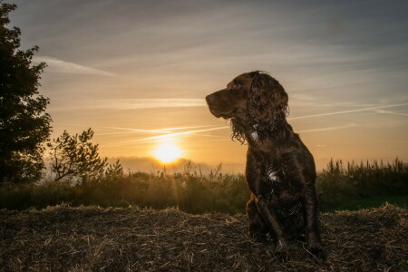 hund, hver, se, solnedgang