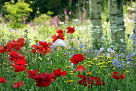 blommor, natur, sommar