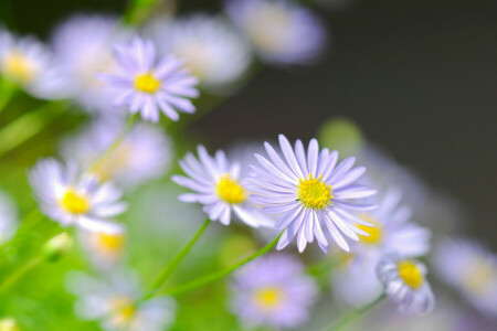 Daisy, field, Garden, macro, meadow, petals