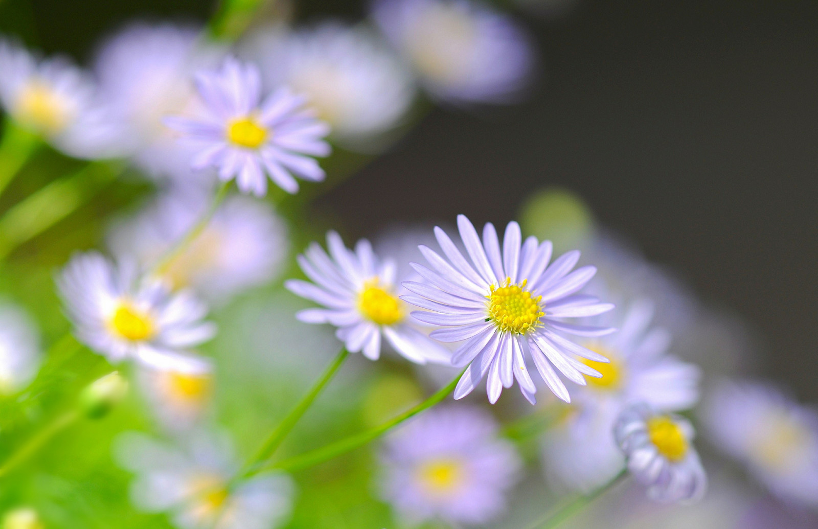 macro, champ, Prairie, pétales, Jardin, Marguerite