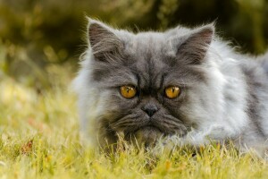 cat, look, muzzle, pers, Persian cat