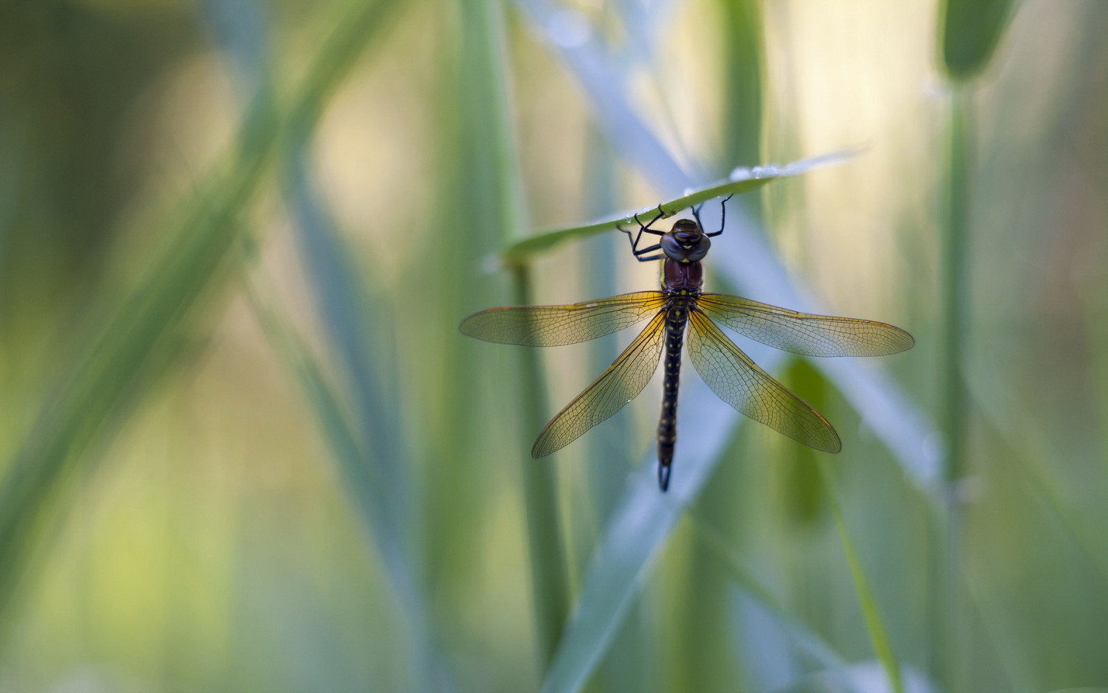 erba, gocce, libellula, Rosa