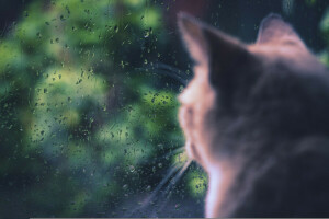 gato, lluvia, sentado, ventana