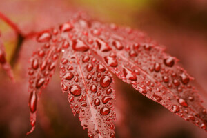 autumn, drops, red, Rosa, sheet