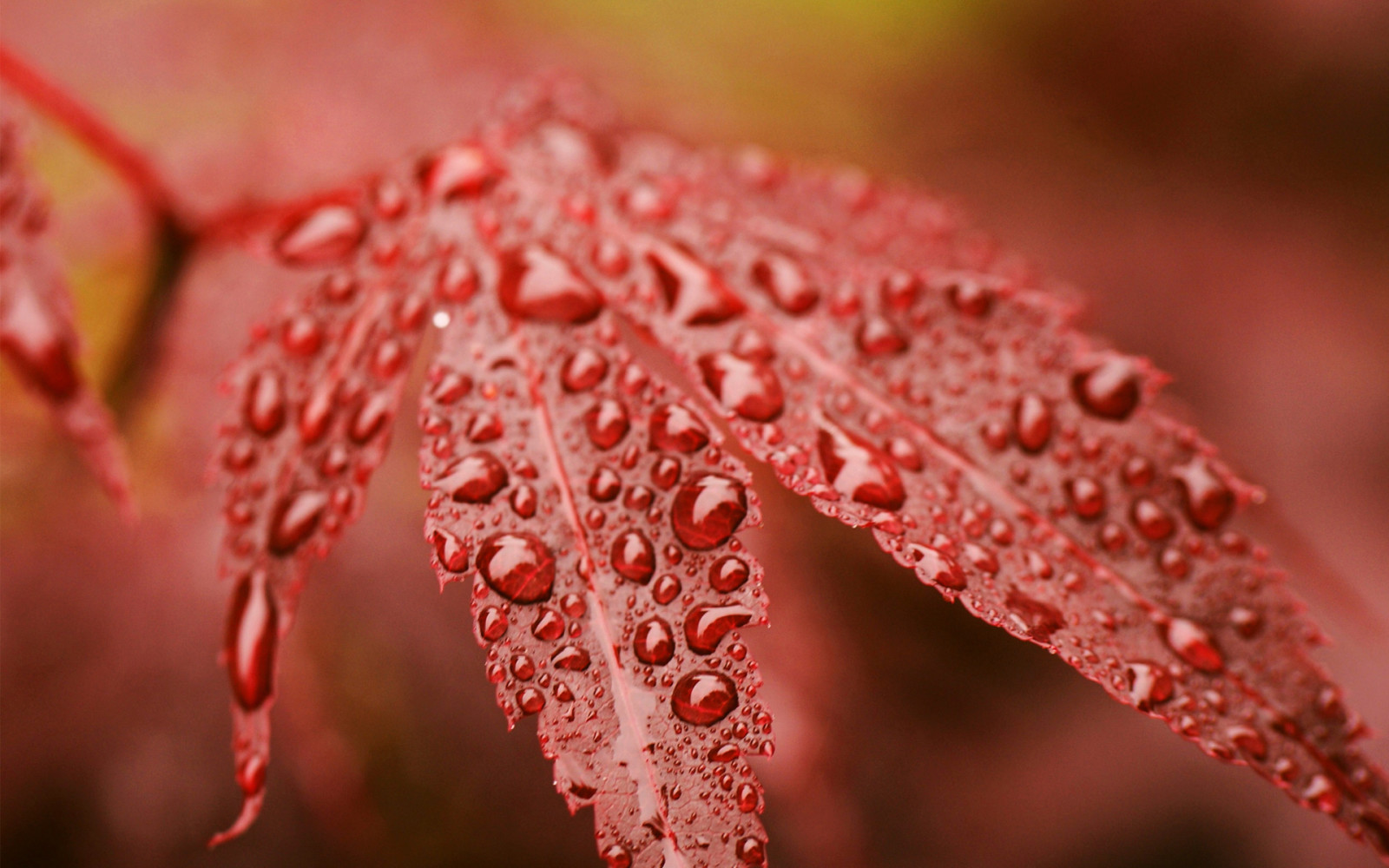 outono, vermelho, gotas, Folha, Rosa