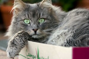 Katze, In der Box, aussehen