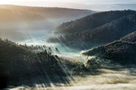 nebbia, leggero, mattina