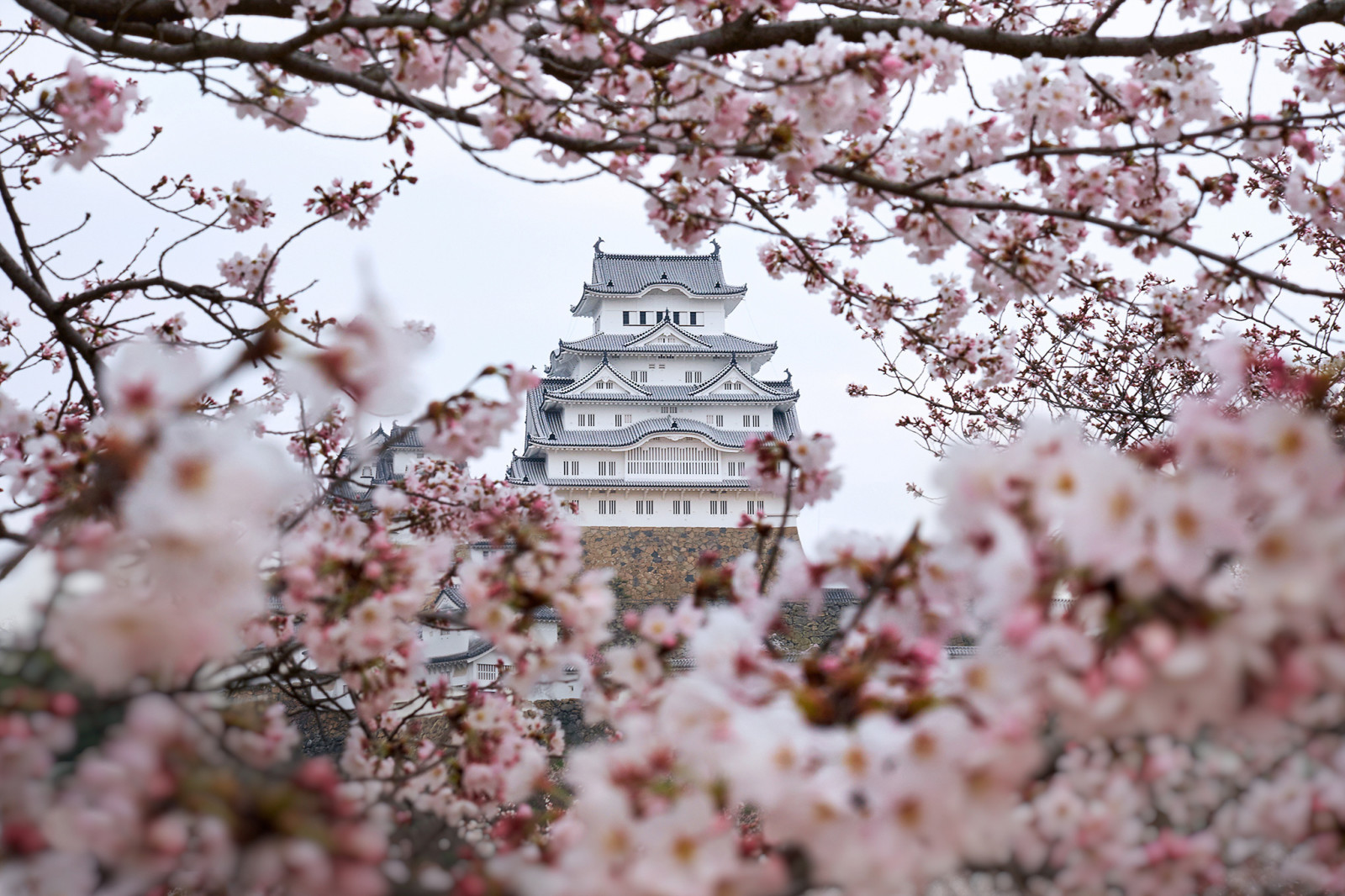 branches, des arbres, fleurs, printemps, Japon, Couleur, Sakura, Himeji