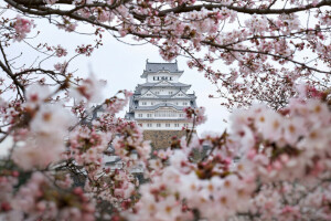 gałęzie, kolor, kwiaty, Himeji, Japonia, Sakura, wiosna, drzewa