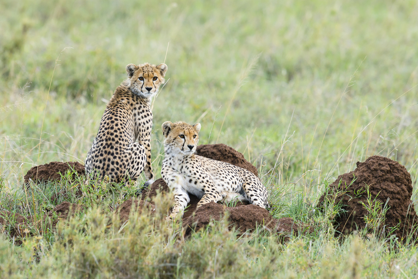 stenar, stanna kvar, kattungar, Gepard