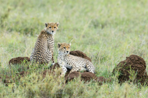 leopardo, gatitos, permanecer, piedras