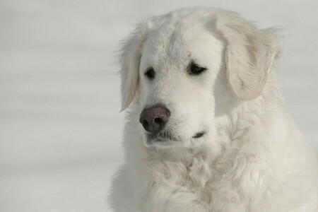 hund, ansigt, Kuvasz