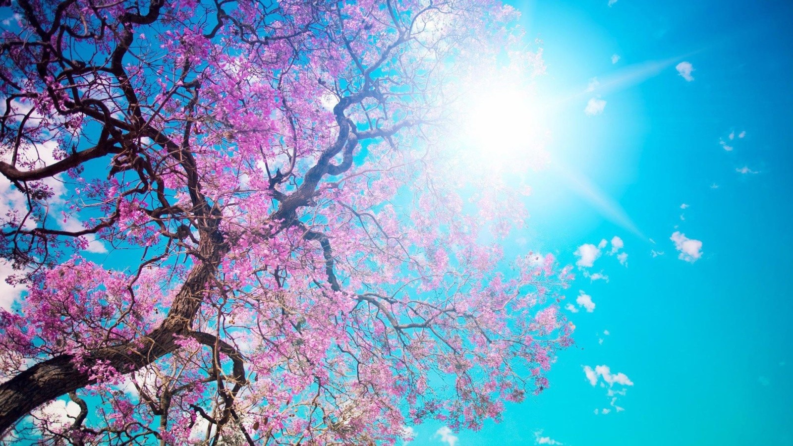 été, Des rayons, photo, le soleil, Sakura, Pirada