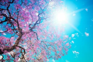 foto, Pirada, raggi, Sakura, estate, il Sole