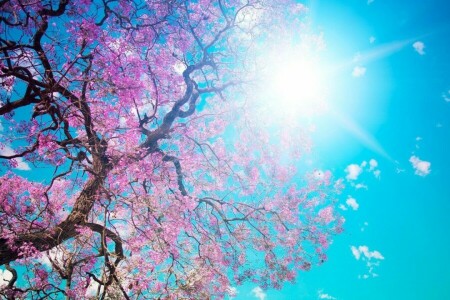 foto, Pirada, Rayos, Sakura, verano, el sol