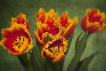 Blütenblätter, Textur, Tulpen